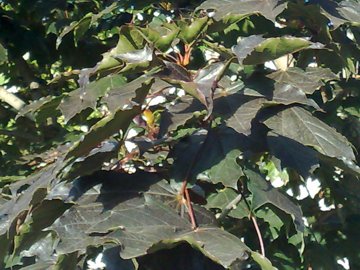 Acer platanoides var. Crimson King